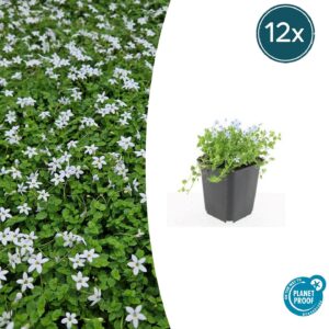Isotoma fluviatilis 'Alba' | 12 stuks