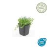 Isotoma fluviatilis 'Alba' | 12 stuks
