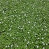 Isotoma fluviatilis 'Alba' | 12 stuks