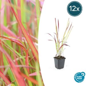 Imperata cylindrica 'Red Baron' | 12 stuks