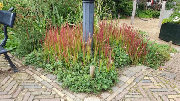 thumbnail_6000-2204.jpg Imperata cylindrica 'Red Baron' | 12 stuks