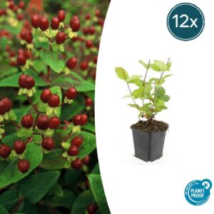 Hypericum inodorum 'Beauty' | 12 stuks