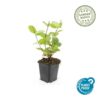 Hypericum inodorum 'Beauty' | 12 stuks