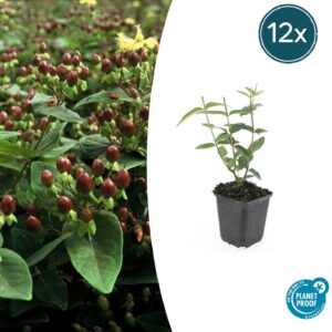 Hypericum inodorum 'Rheingold' | 12 stuks