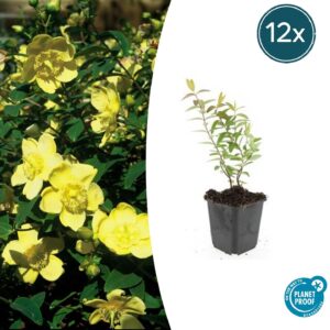 Hypericum 'Hidcote' | 12 stuks