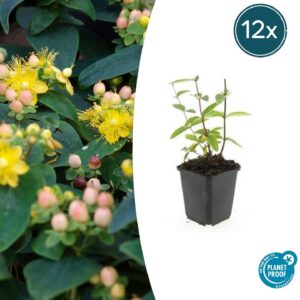 Hypericum inodorum 'Annebel' | 12 stuks