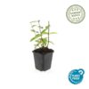 Hypericum inodorum 'Annebel' | 12 stuks