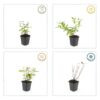 Hypericum inodorum 'Annebel' | 12 stuks