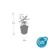 Hypericum inodorum 'Annebel' | 12 stuks