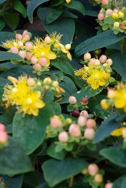 thumbnail_6000-2233.jpg Hypericum inodorum 'Annebel' | 12 stuks