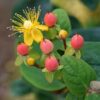 Hypericum inodorum 'Annebel' | 12 stuks