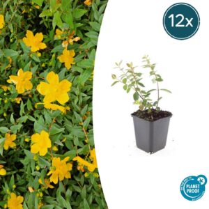 Hypericum dummeri 'Peter Dummer' | 12 stuks