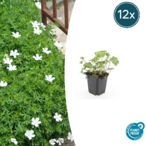 Geranium sang. 'Album' | 12 stuks