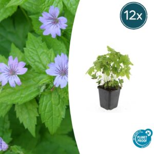 Geranium nodosum | 12 stuks