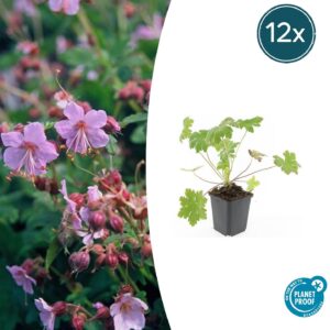 Geranium macr. 'Ingwersen's Var.' | 12 stuks