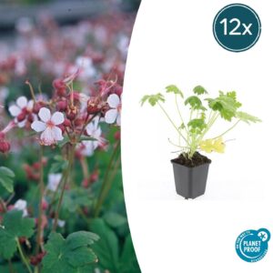 Geranium macr. 'Spessart' | 12 stuks