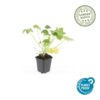 Geranium macrorrhizum 'Spessart' | 12 stuks