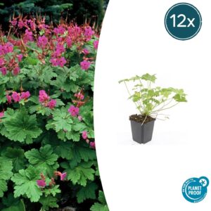 Geranium macr. 'Czakor' | 12 stuks