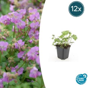 Geranium cant. 'Cambridge' | 12 stuks
