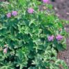 Geranium cantabrigiense 'Cambridge' | 12 stuks