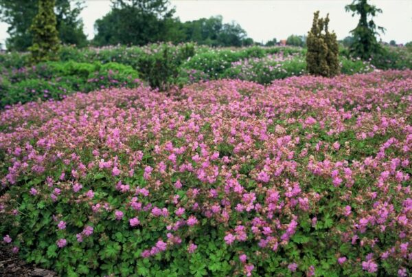 Geranium cantabrigiense 'Cambridge' | 12 stuks