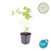 Geranium 'Johnson's Blue' | 12 stuks
