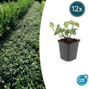 Euonymus fort. 'Dart's Blanket' | 12 stuks