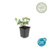 Euonymus fortunei 'Dart's Blanket' | 12 stuks