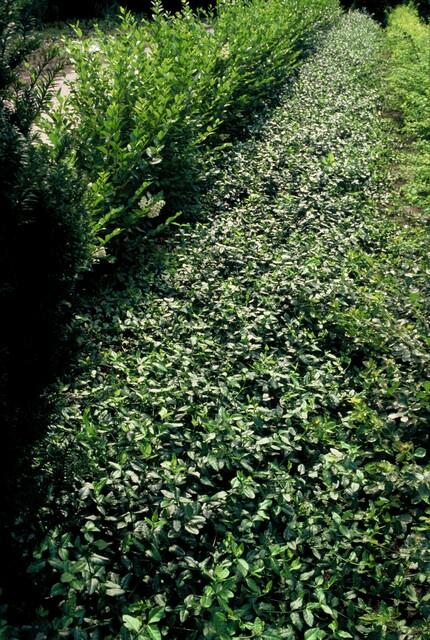 thumbnail_6000-2324.jpg Euonymus fortunei 'Dart's Blanket' | 12 stuks