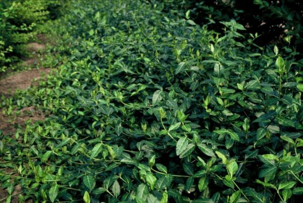 thumbnail_6000-2325.jpg Euonymus fortunei 'Dart's Blanket' | 12 stuks