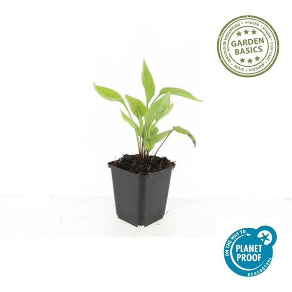 thumbnail_6000-2328.jpg Echinacea purpurea 'White Swan' | 12 stuks