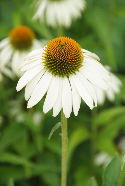 thumbnail_6000-2329.jpg Echinacea purpurea 'White Swan' | 12 stuks