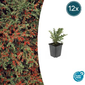 Cotoneaster horizontalis | 12 stuks