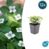 Cornus canadensis | 12 stuks
