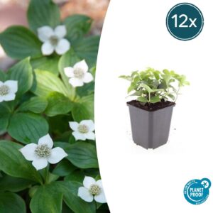 Cornus canadensis | 12 stuks