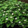 Cornus canadensis | 12 stuks