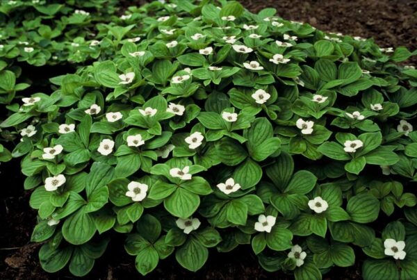 thumbnail_6000-2359.jpg Cornus canadensis | 12 stuks