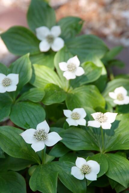 thumbnail_6000-2360.jpg Cornus canadensis | 12 stuks