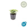 Cornus canadensis | 12 stuks