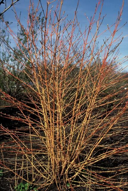 thumbnail_6000-2368.jpg Cornus sanguinea 'Anny's Winter Orange' | 12 stuks