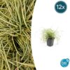 Carex oshimensis 'Evergold' | 12 stuks