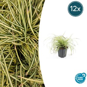 Carex oshim. 'Evergold' | 12 stuks