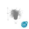 Carex oshimensis 'Evergold' | 12 stuks