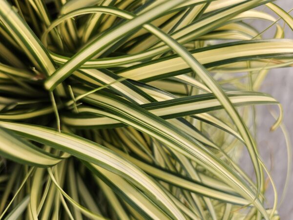 Carex oshimensis 'Evergold' | 12 stuks
