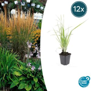 Calamagrostis acut. 'Karl Foerster' | 12 stuks