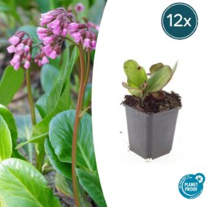 Bergenia cordifolia 'Herbstblüte' | 12 stuks