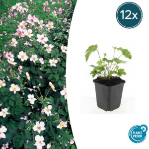 Anemone tom. 'Robustissima' | 12 stuks