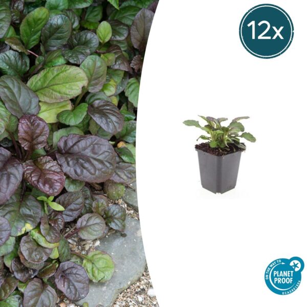 thumbnail_6000-2416.jpg Ajuga reptans 'Catlin's Giant' | 12 stuks
