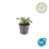 Ajuga reptans 'Catlin's Giant' | 12 stuks
