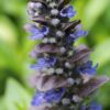 Ajuga reptans 'Catlin's Giant' | 12 stuks